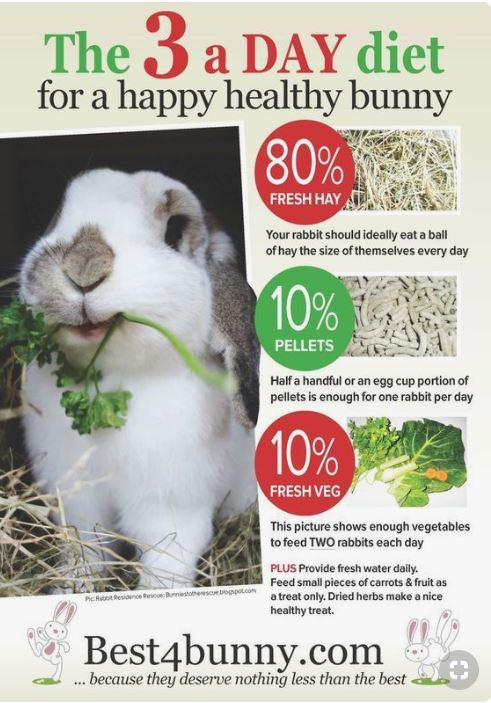 Rabbit Diets | Rabbit Care Information and Resources | House Rabbit Resource Network
