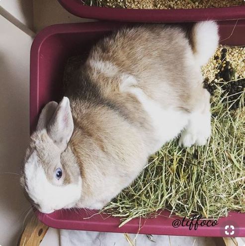 Rabbit and Litter Box Training