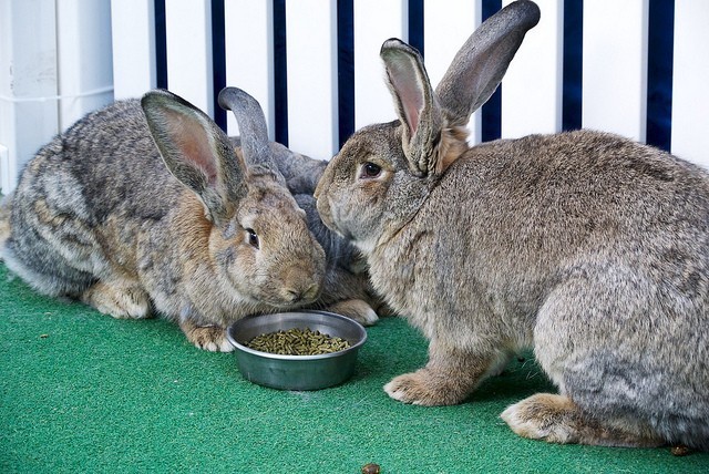 Rabbit Pellets | Rabbit Care Information and Resources | House Rabbit Resource Network