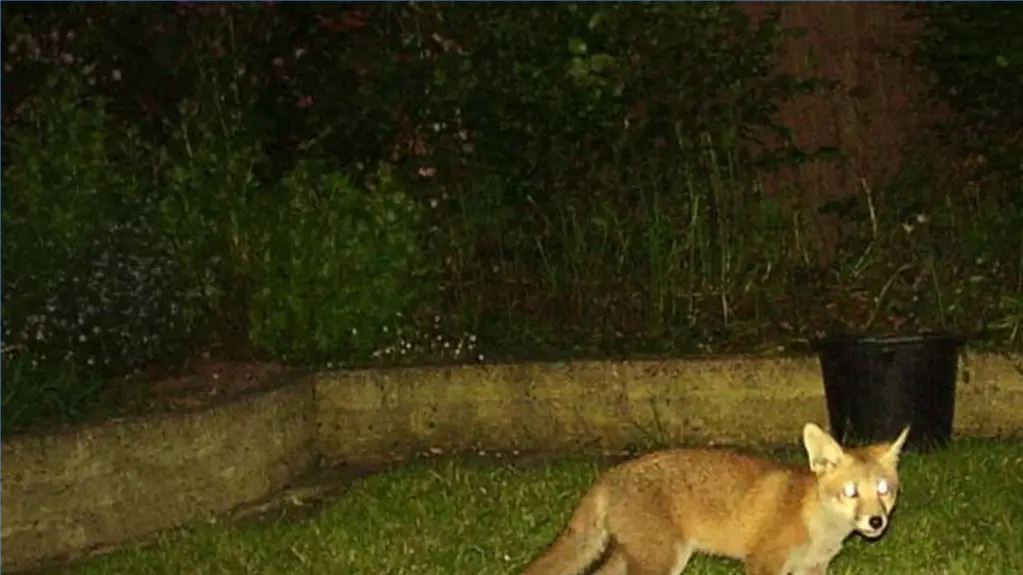 photo of a fox in the backyard of a suburban neighborhood.