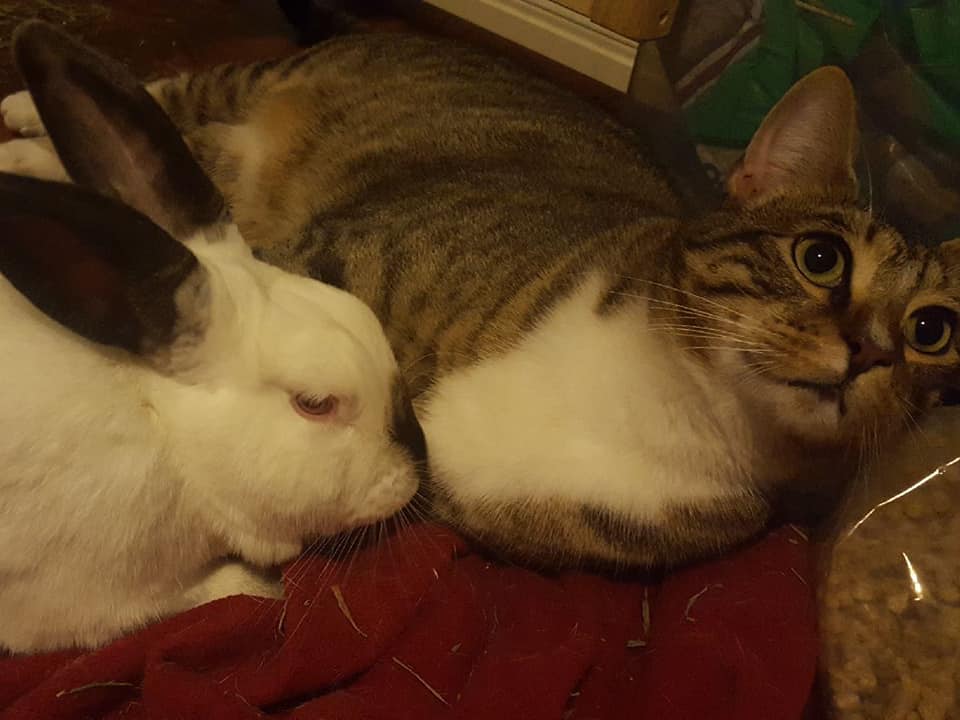 HRRN Alumni rabbit snuggled with their cat friend