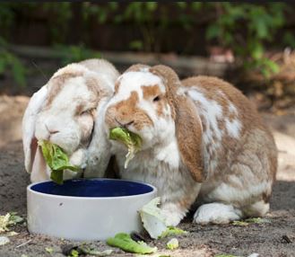 Vegetables Fruits and Treats for Rabbits | Rabbit Care Information and Resources | House Rabbit Resource Network