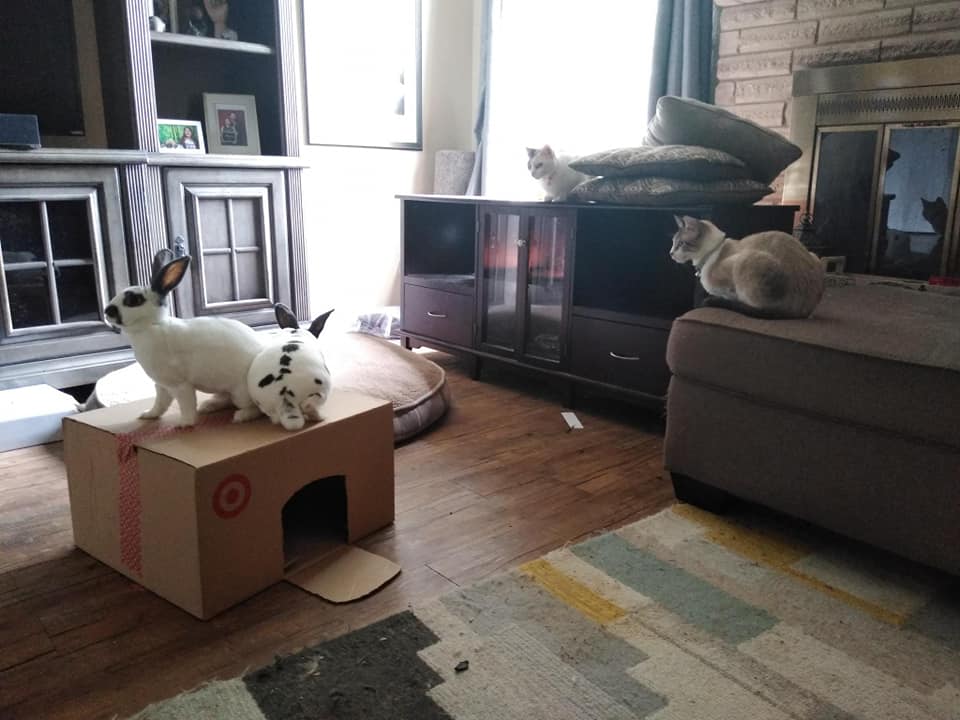 Photo of bunnies living free range in a living room