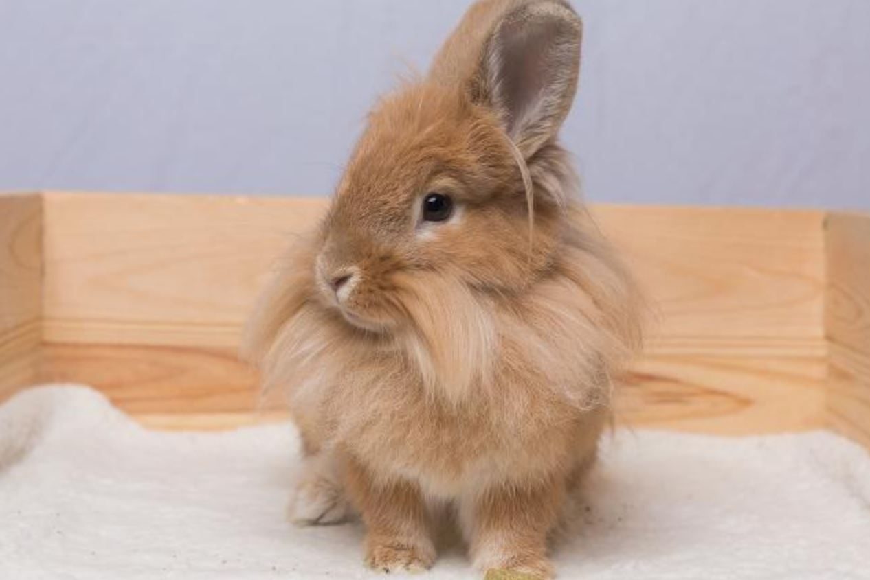 Bun of the Week Feature