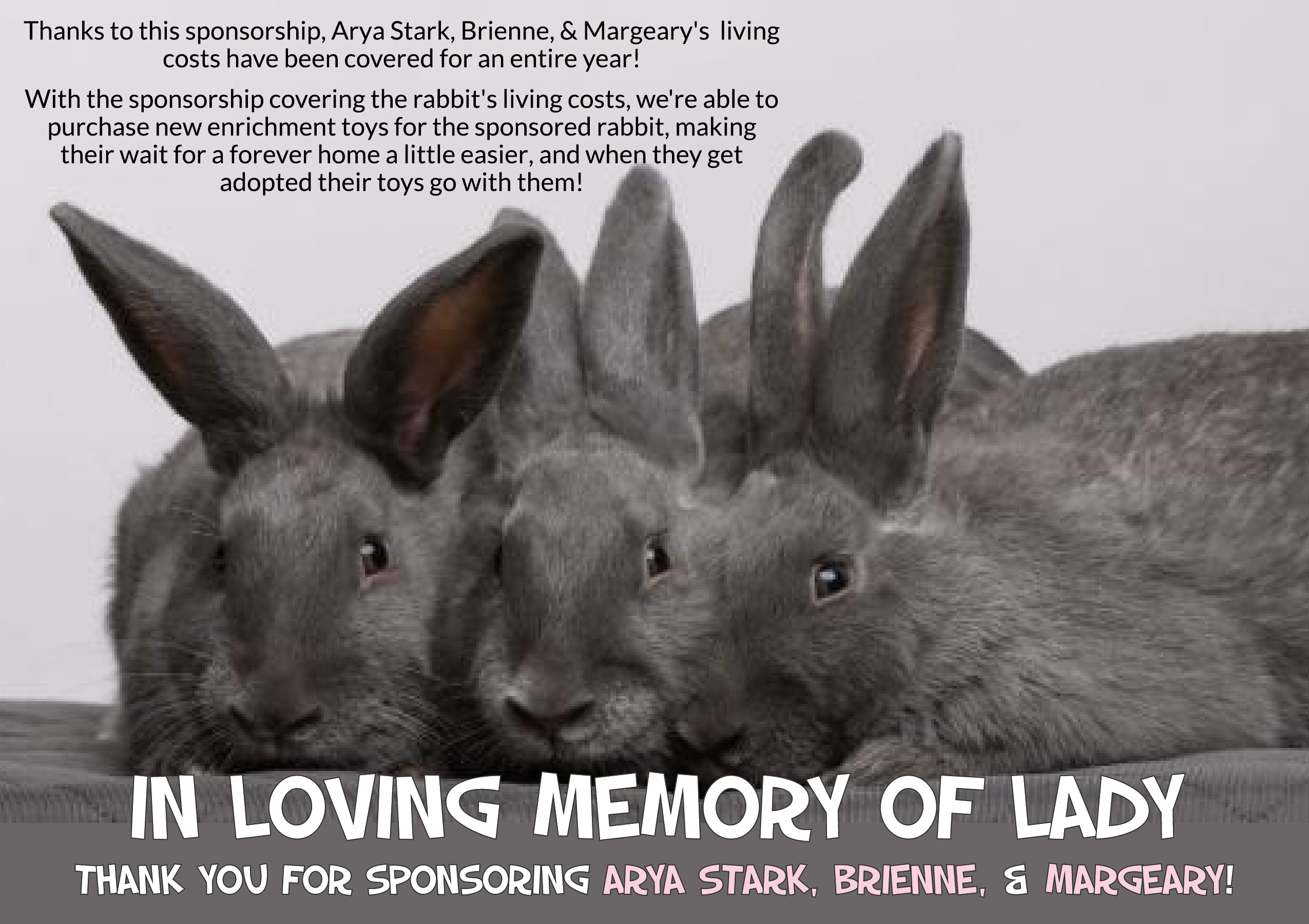 Sponsor a Rabbit | House Rabbit Resource Network