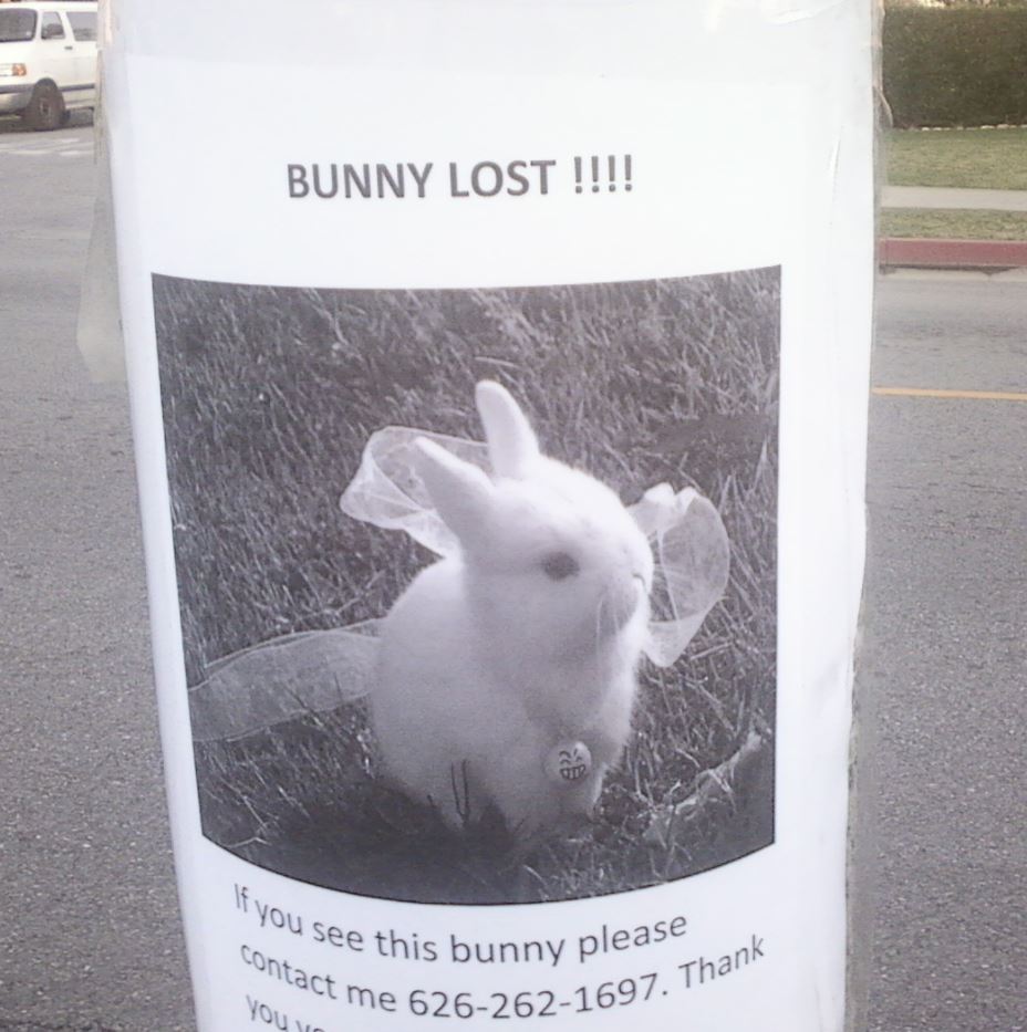 Get Rabbit Help-Lost Rabbit