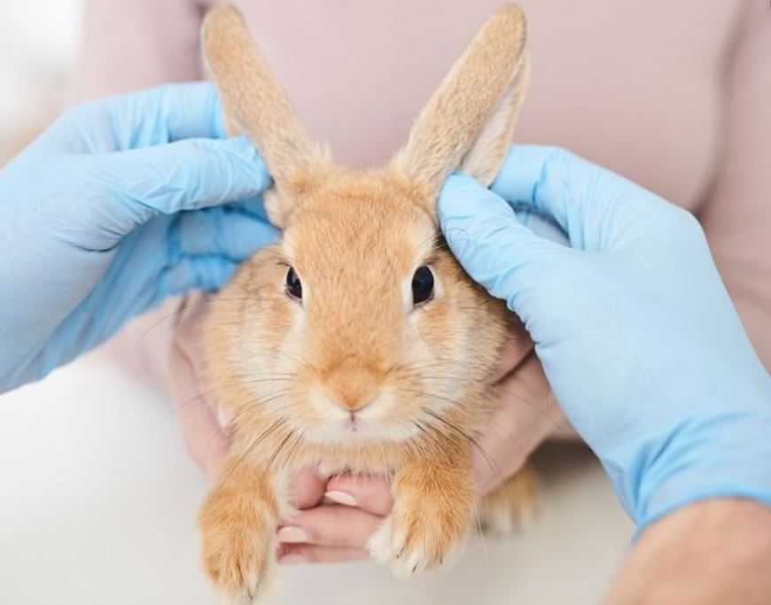Rabbit Vital Signs |Rabbit Care Information & Resources