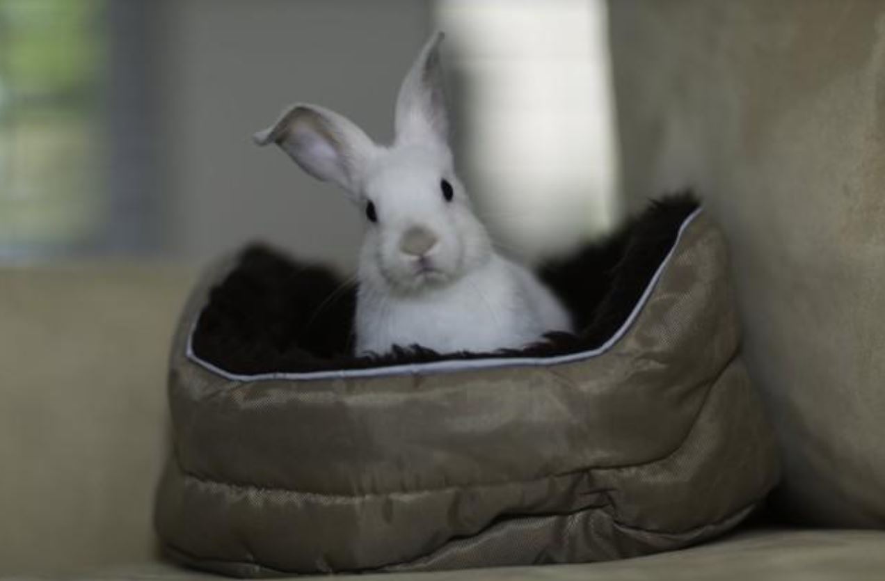 About Us House Rabbit Resource Network