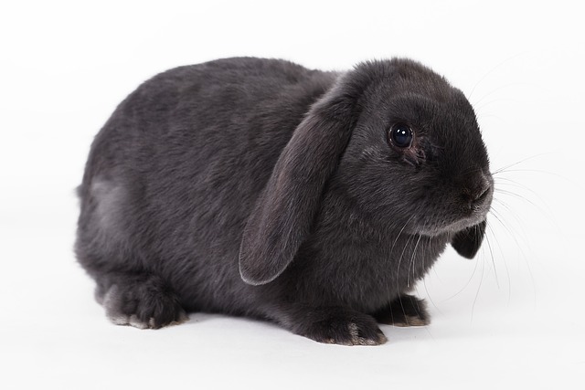Surrendering Your Rabbit | Get Rabbit Help | House Rabbit Resource Network