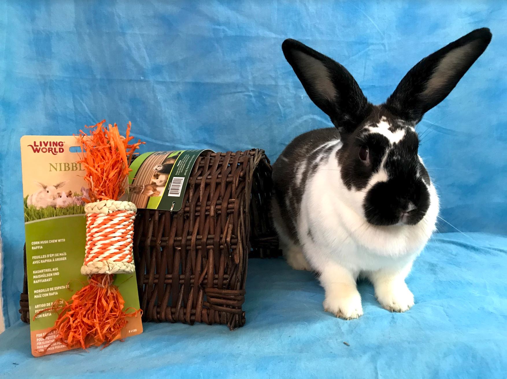 Photo of Bunny with Toys from the Bunny Boutique store. Shop for a Cause, all proceeds go to HRRN.