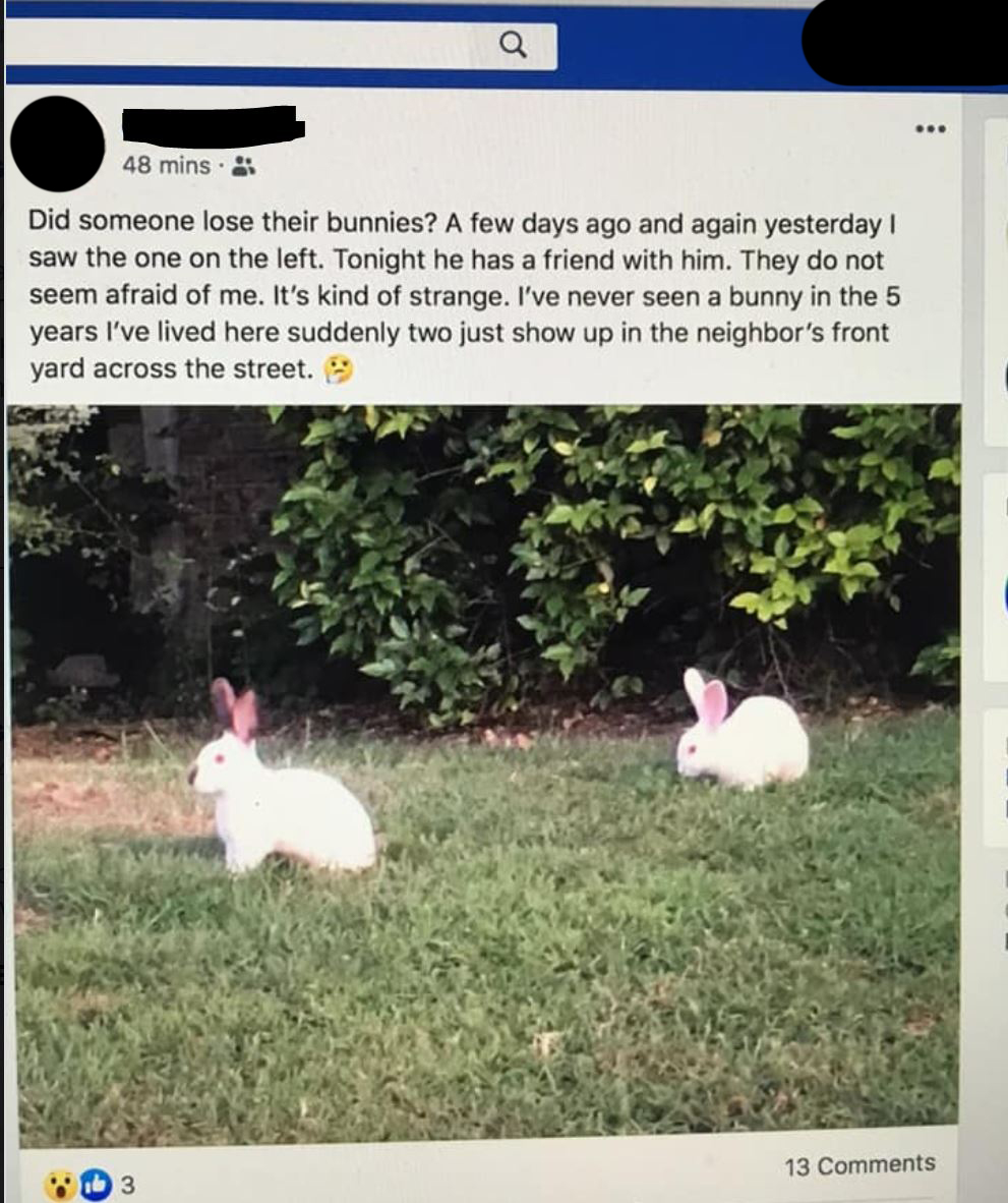 Found Rabbit Post on Facebook