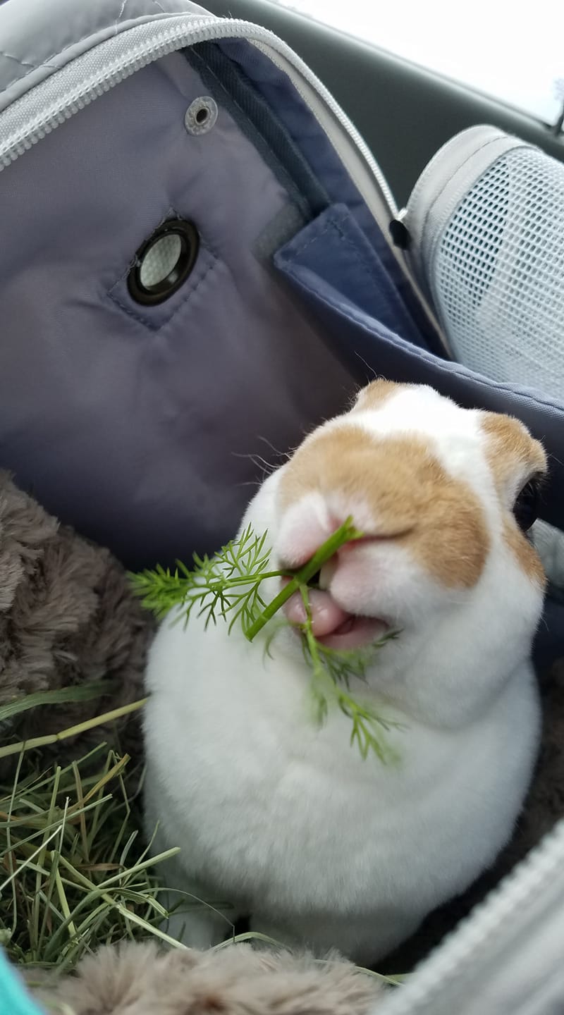 How to Care for a Rabbit Rabbit 101 House Rabbit Resource Network