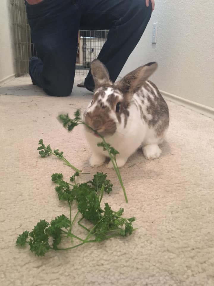 Fresh foods for rabbits