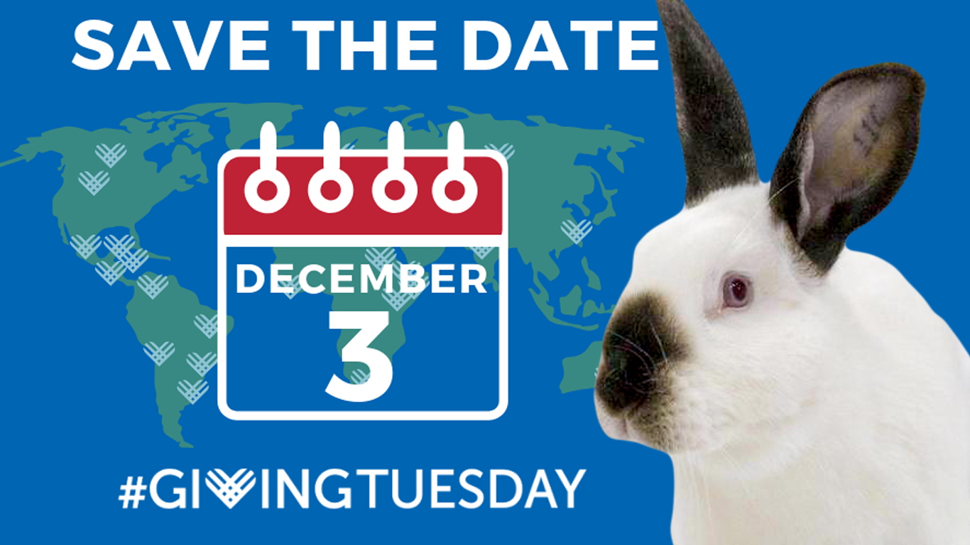 GivingTuesday with House Rabbit Resource Network