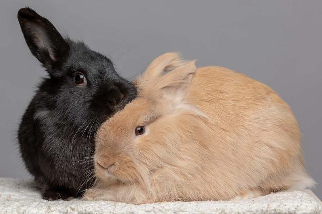 Shelter bunnies Blackberry and Shortcake.