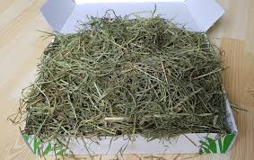 Timothy Hay for Rabbits | House Rabbit Resource Network