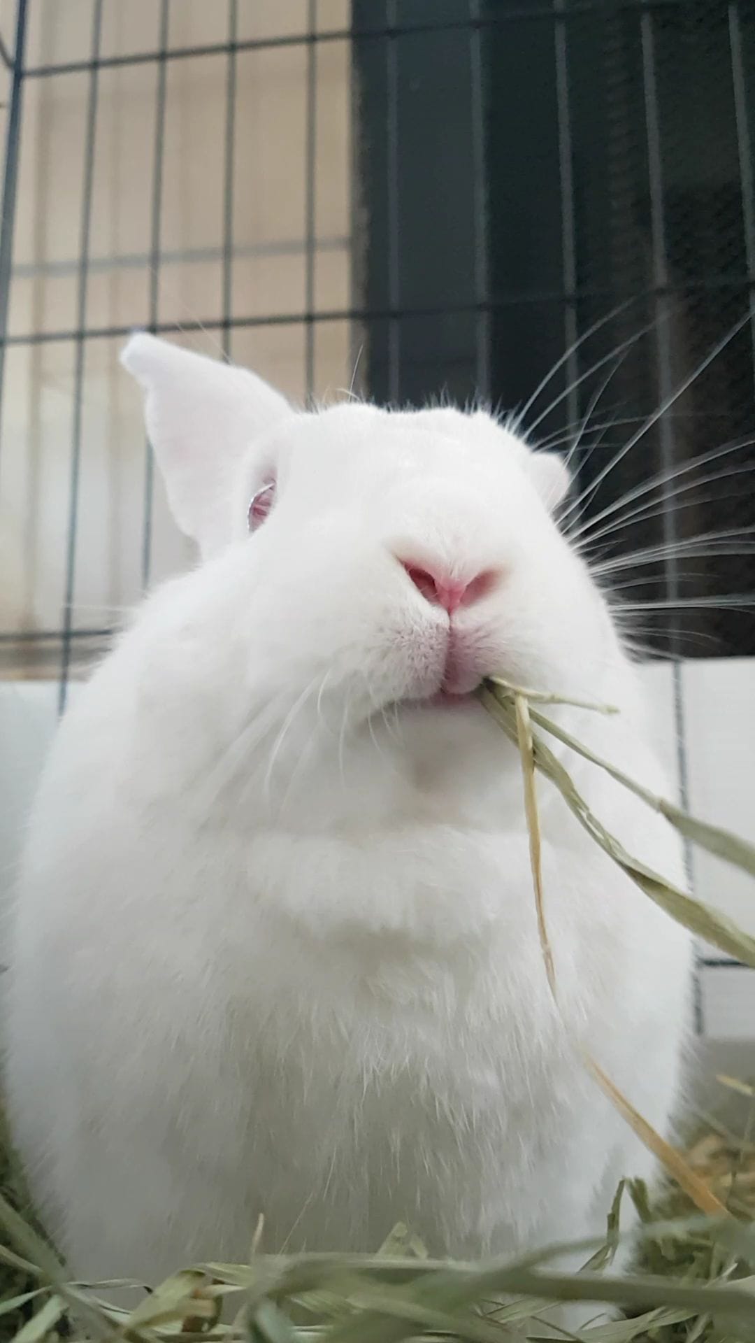 Why Rabbits Need to Eat Hay House Rabbit Resource Network
