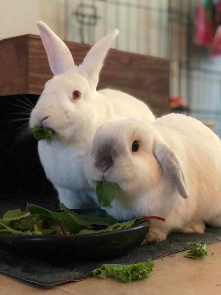 HRRN Alumni Henry and Buns happily eating their salad together.
