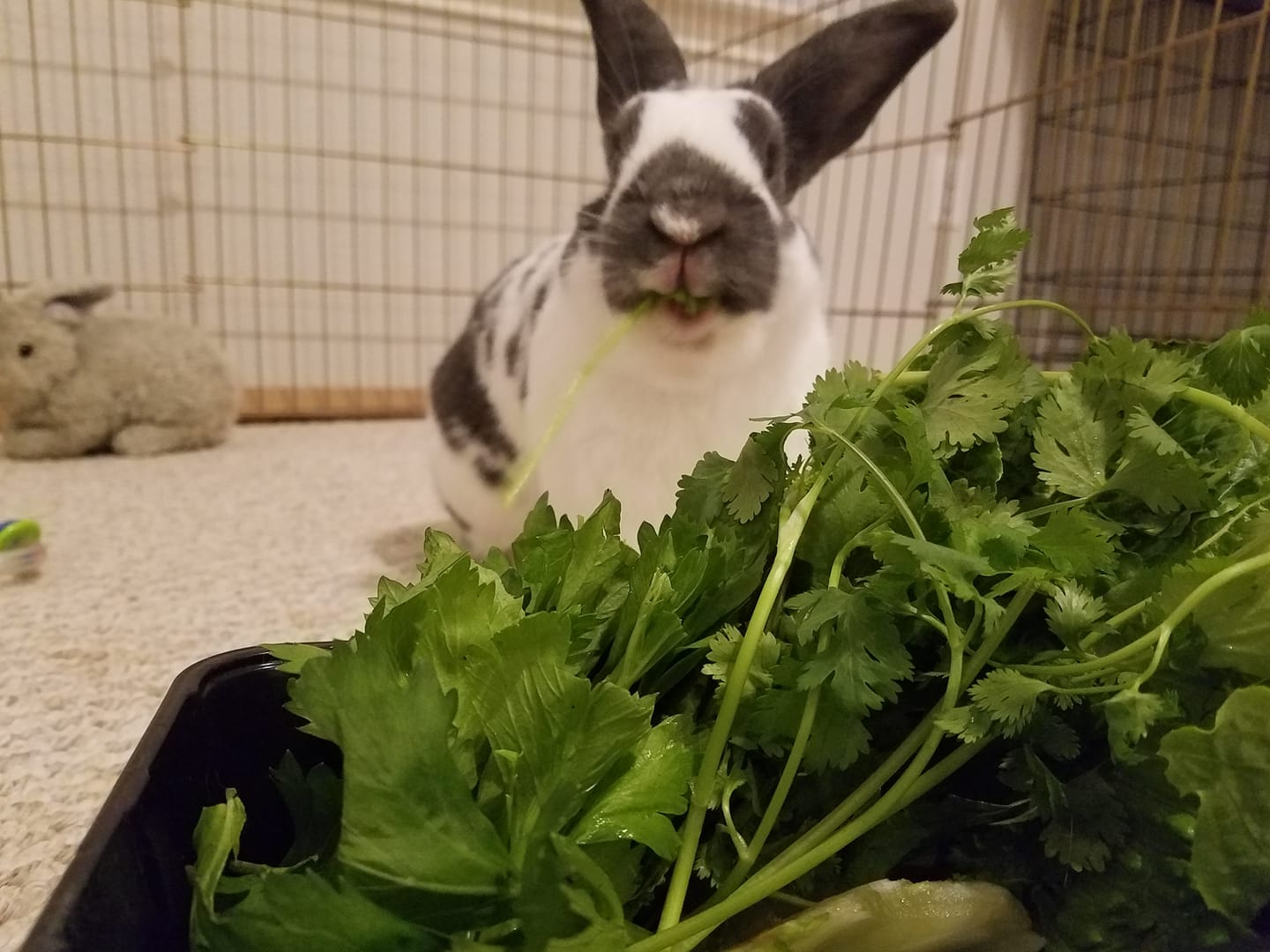Fresh foods for rabbits. Photo of rabbit eating fresh greens