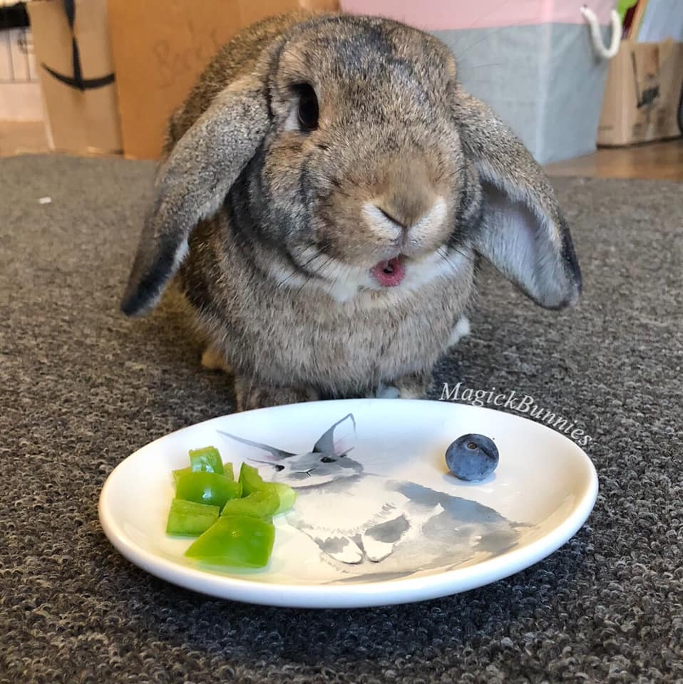 Fresh foods for rabbit photo