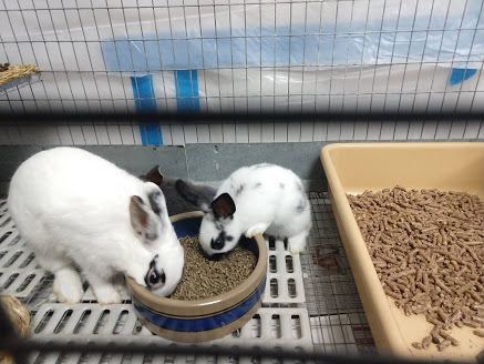 Pellets provide vitamins and minerals for your rabbit