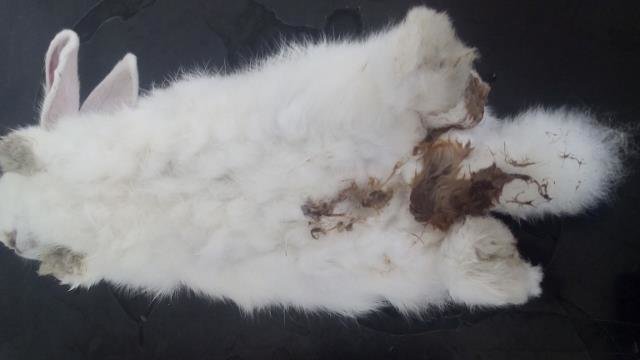 a rabbit fed too many pellets or treats can develop poopy butt syndrome