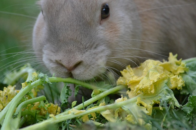 Rabbit diets | House Rabbit Resource Network
