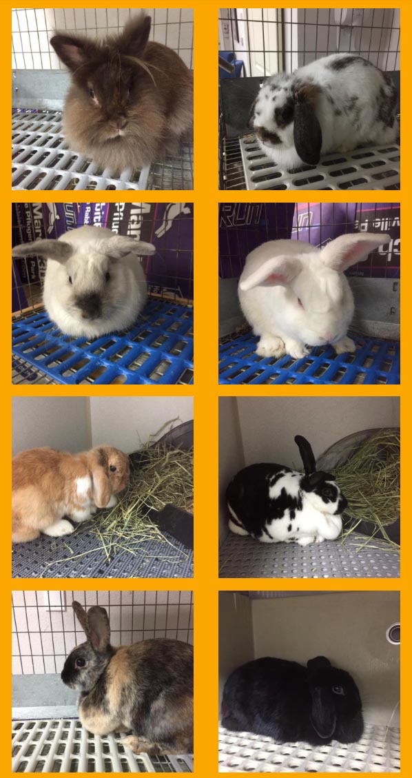 25 New Rabbits – House Rabbit Resource Network