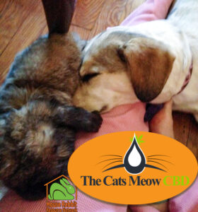 The Cats Meow CBD: Dwiggins (rabbit) and Mia (dog).