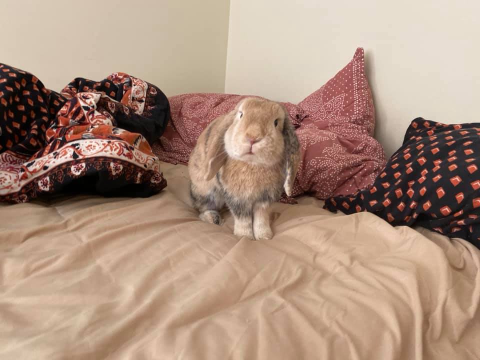 Bunny on bed