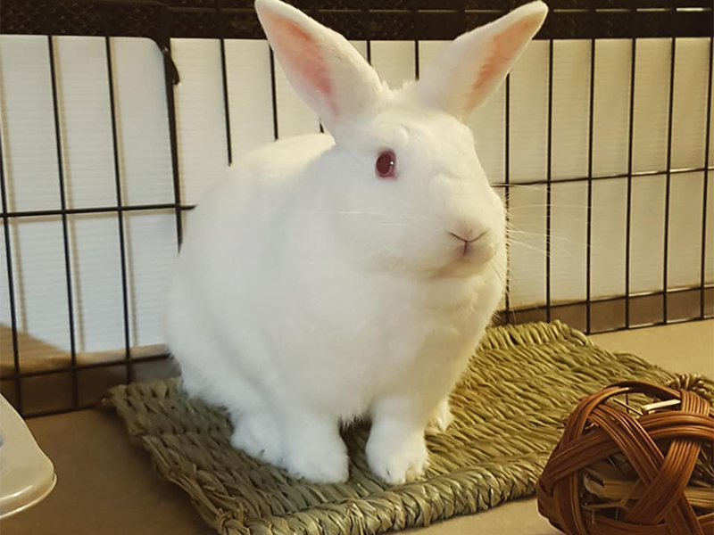 Photo of a Bunny sitting on a grass mat