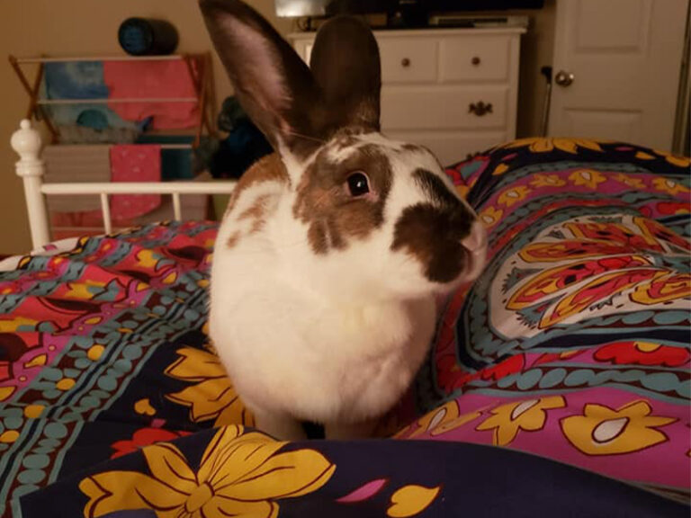 Cage & FreeRoam House Rabbit Resource Network