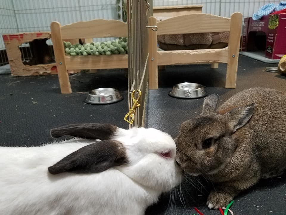 Happy Indoor RAbbits