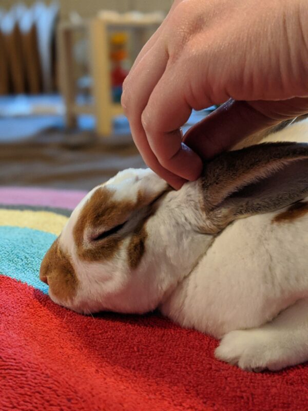 How to Care for a Rabbit Rabbit 101 House Rabbit Resource Network