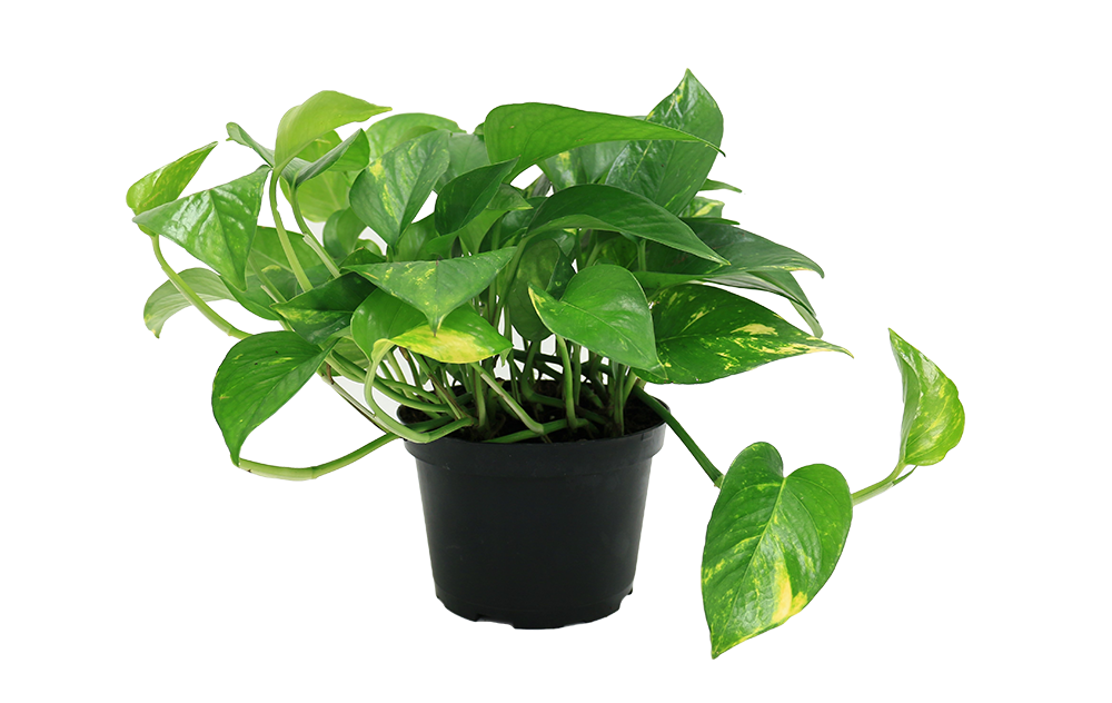 Philodendrons are common house plants and are mildly toxic to bunnies.