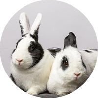Bonded pair of rabbits