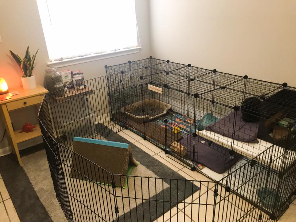 rabbit housing setup