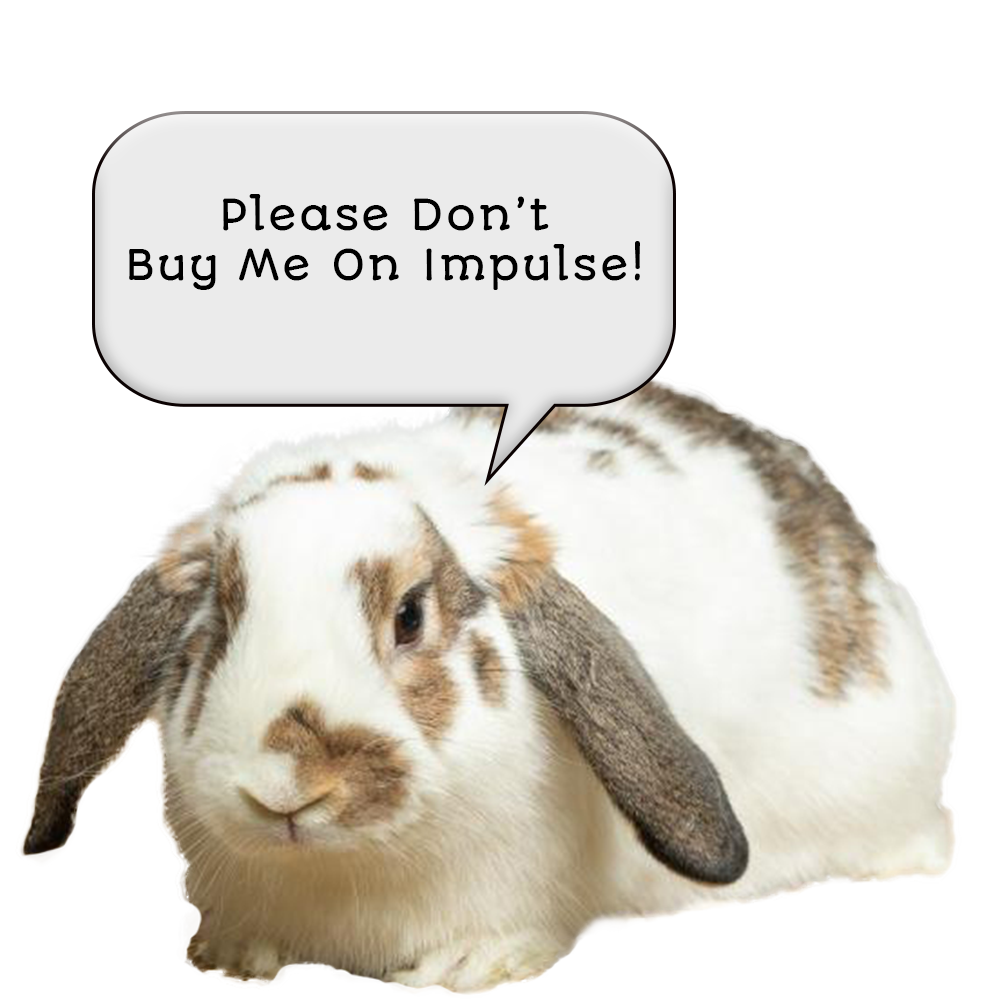 Don't Buy A Rabbit On Impulse
