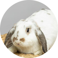 Rabbit Care FAQs