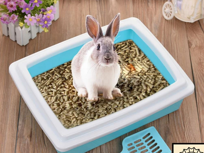 Rabbit in Litter Box