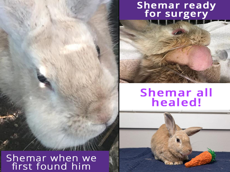 HRRN Alumni Shemar before and after abscess removal