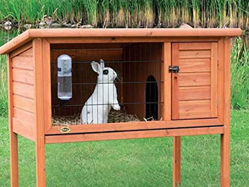 Rabbit in an Outdoor Hutch |Why outside is no place for a rabbit