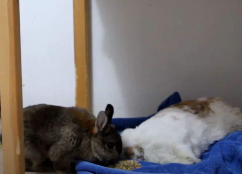 photo of bunny mourning the loss of their friend