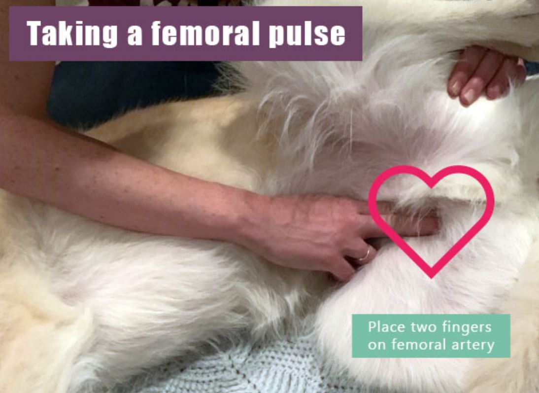Photo showing where to find the femoral pulse rate on the inner thigh