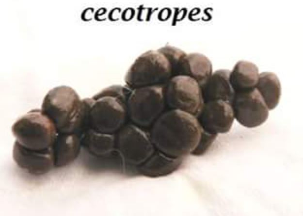 a photo of what cecotropes look like, the second type of rabbit poop