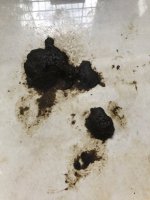 A photo of diarrhea in rabbits