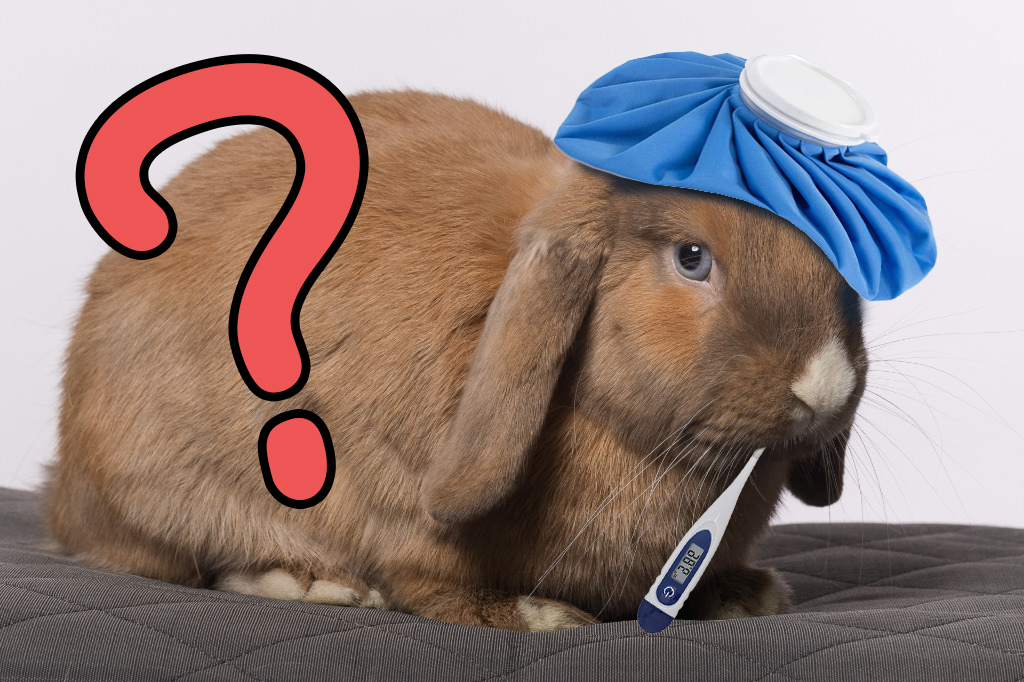 Photo of Rabbit with thermometer and ice pack on head