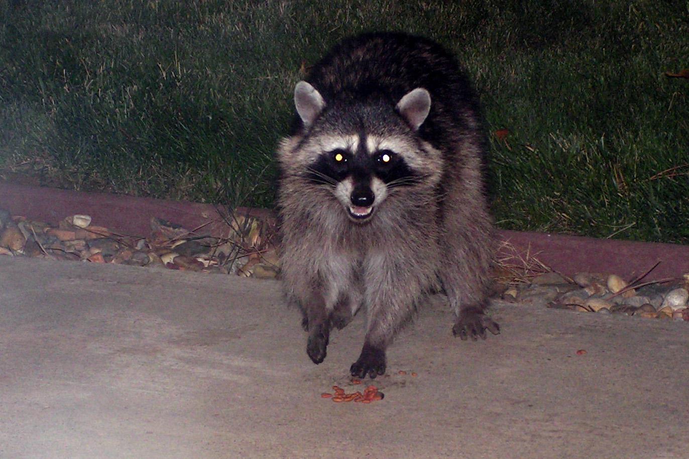 photo of racoon. A common predator found in every backyard.