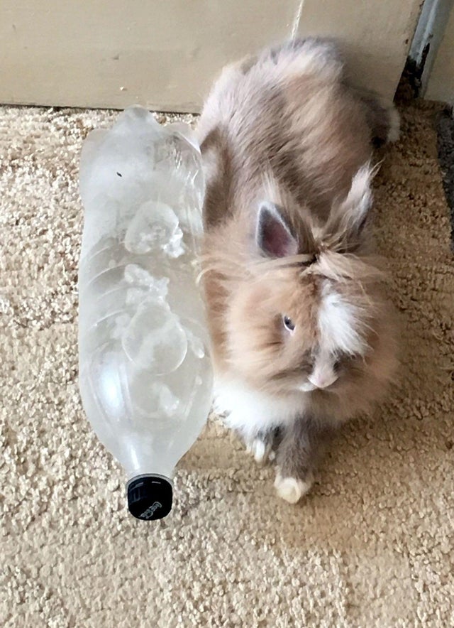 Photo of a rabbit with Frozen Water Bottle