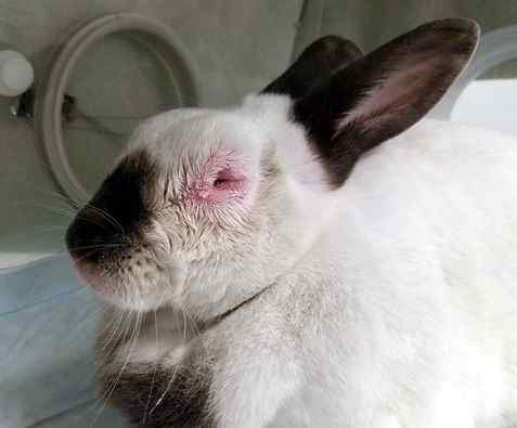 photo of a rabbit infected with Myoxamatosis